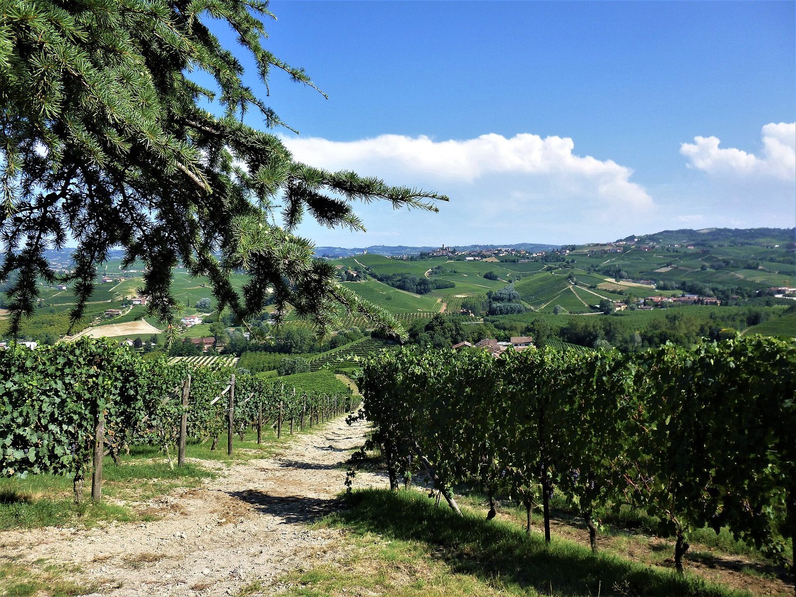 Colline delle Langhe usate come atmosfera del concept Osteria del Belvedere
